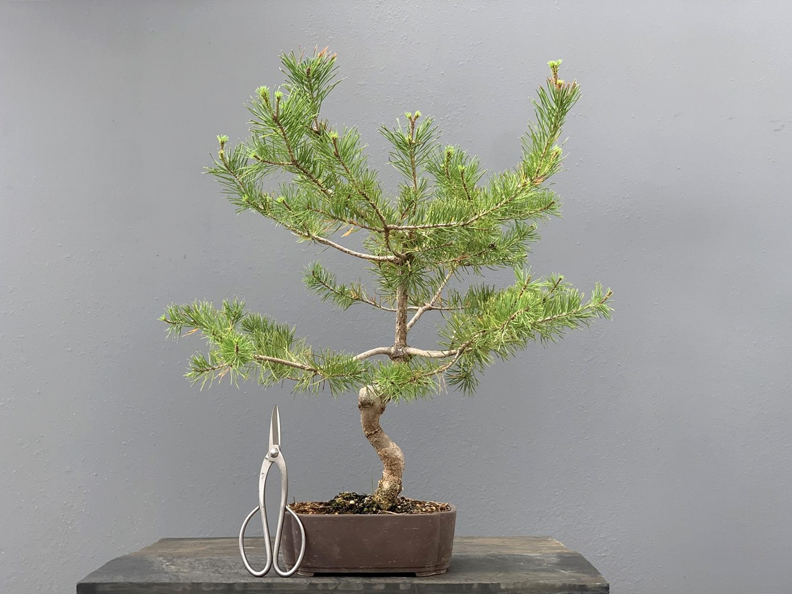 Prebonsái Pinus Sylvestris - Pino Silvestre 20977/18