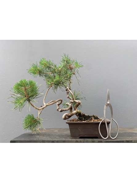 Prebonsái Pinus Sylvestris - Pino Silvestre 20977/19
