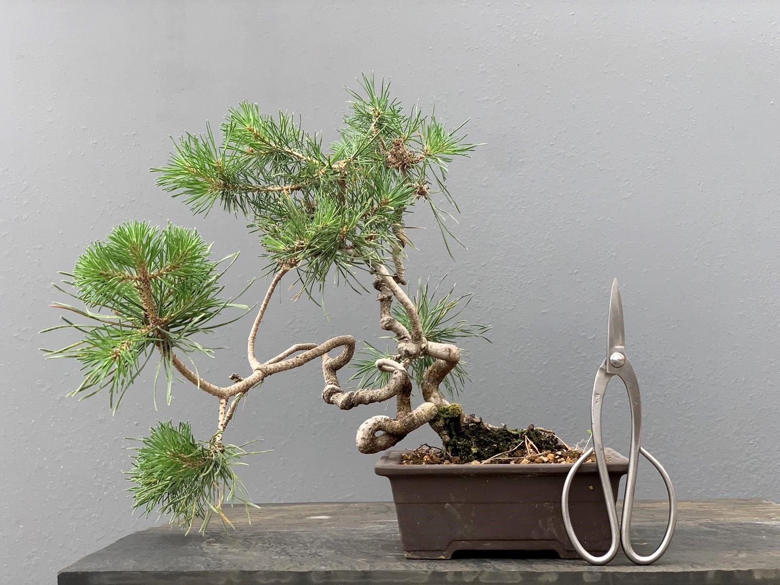 Prebonsái Pinus Sylvestris - Pino Silvestre 20977/19