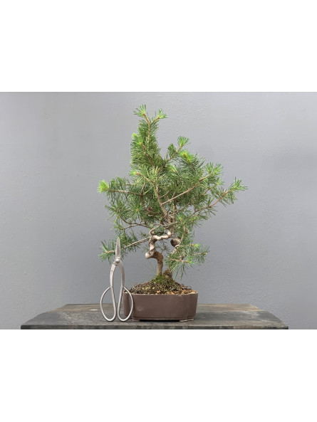 Prebonsái Pinus Sylvestris - Pino Silvestre 20977/21