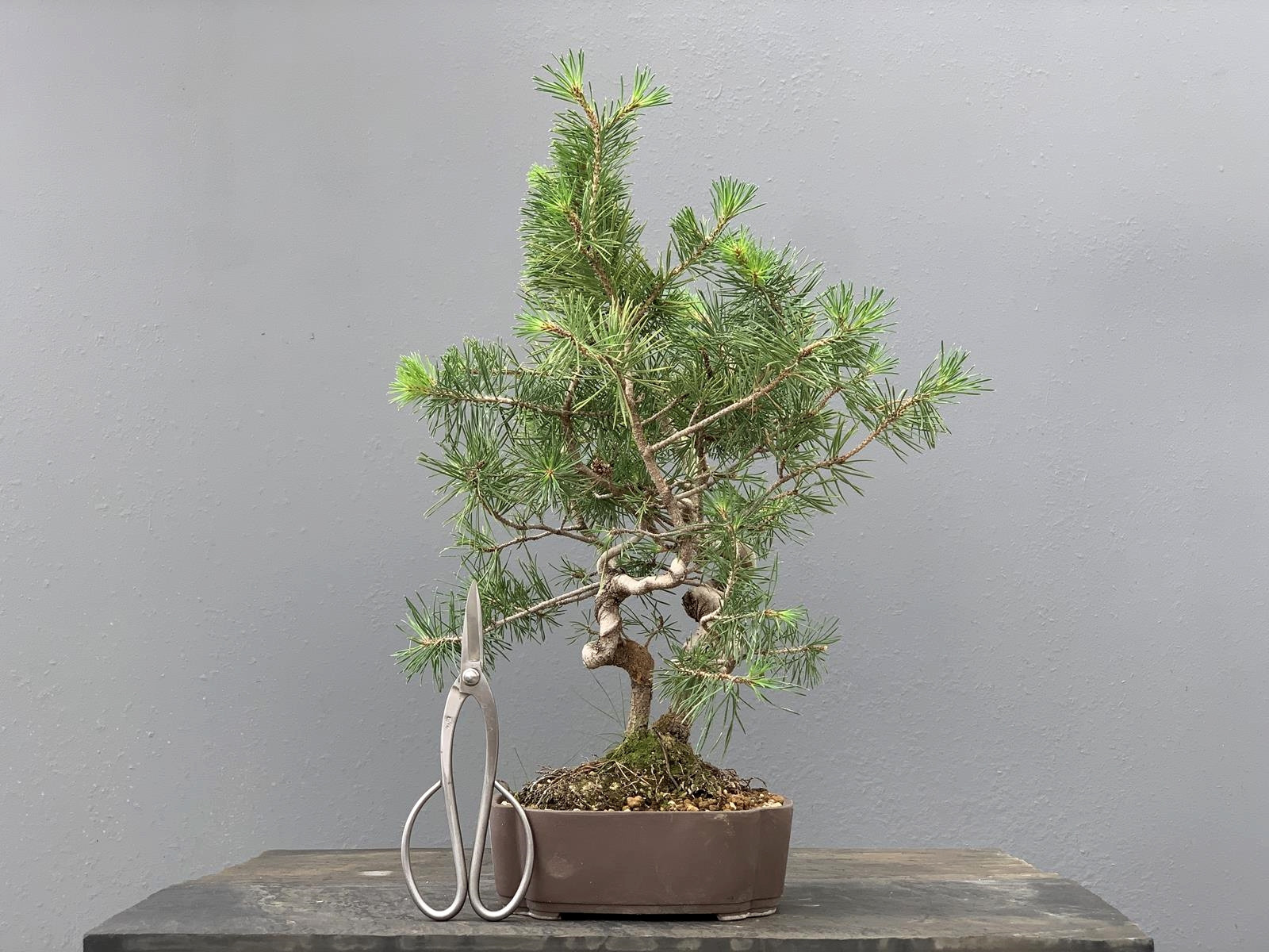 Prebonsái Pinus Sylvestris - Pino Silvestre 20977/21