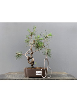Prebonsái Pinus Sylvestris - Pino Silvestre 20977/13