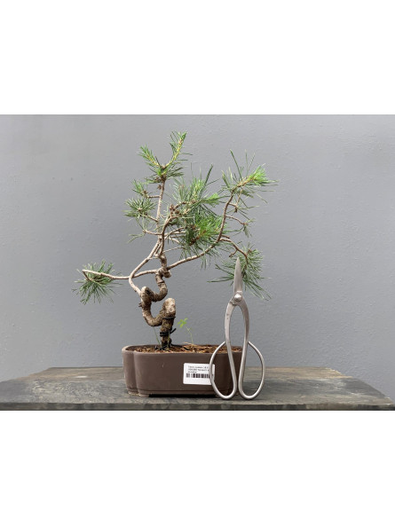 Prebonsái Pinus Sylvestris - Pino Silvestre 20977/13