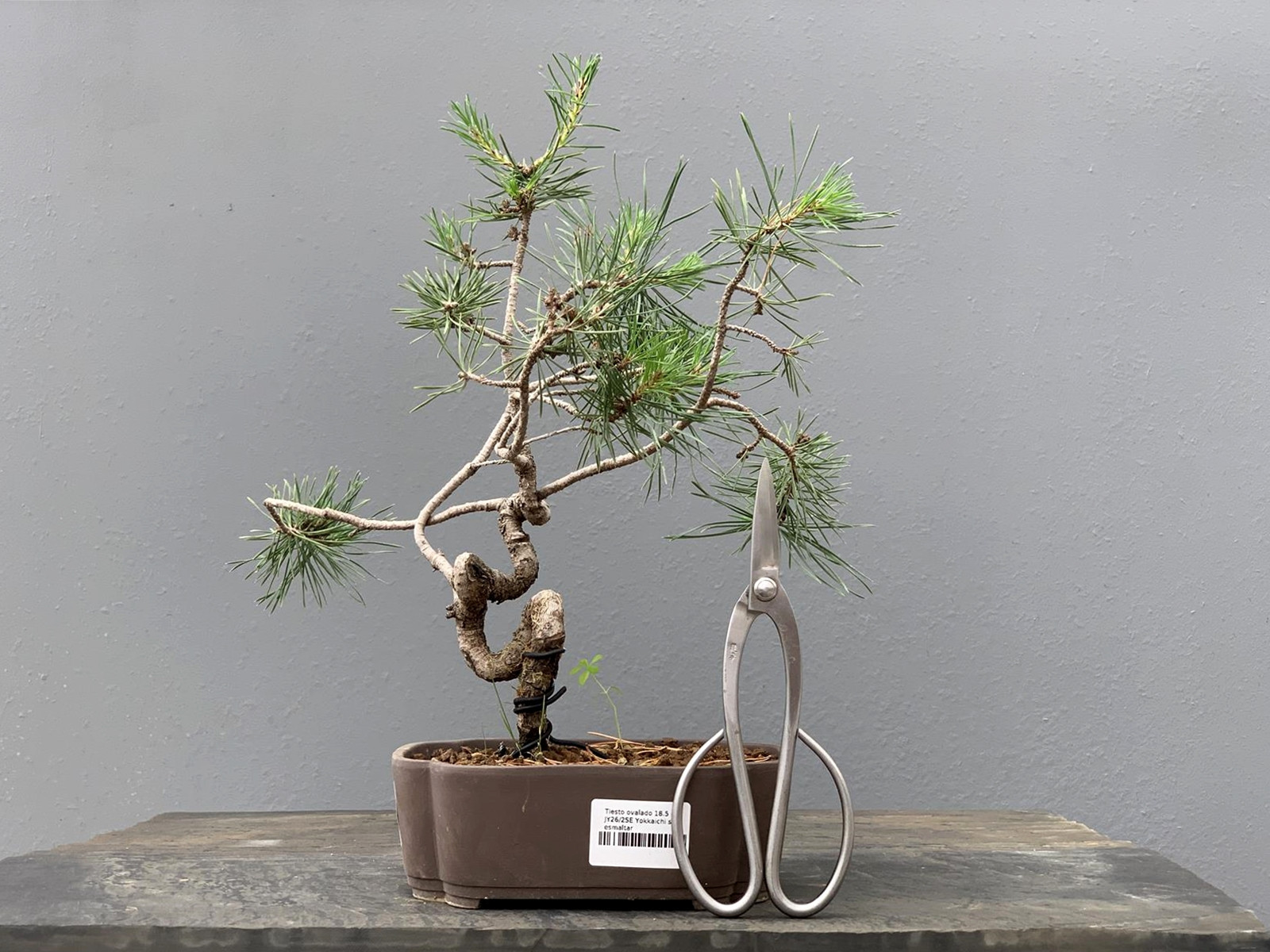 Prebonsái Pinus Sylvestris - Pino Silvestre 20977/13