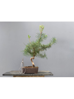 Prebonsái Pinus Sylvestris - Pino Silvestre 20977/9