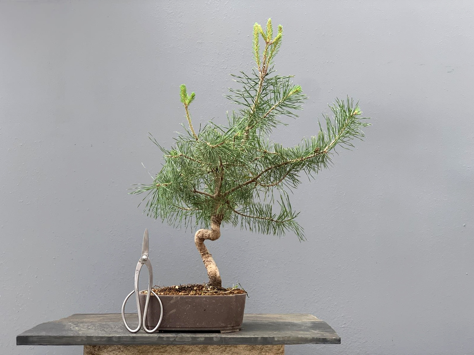 Prebonsái Pinus Sylvestris - Pino Silvestre 20977/9