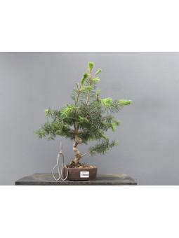 Prebonsái Pinus Sylvestris - Pino Silvestre 20977/8