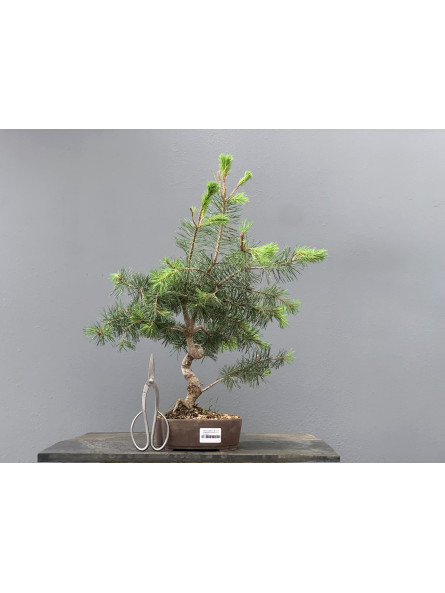Prebonsái Pinus Sylvestris - Pino Silvestre 20977/8