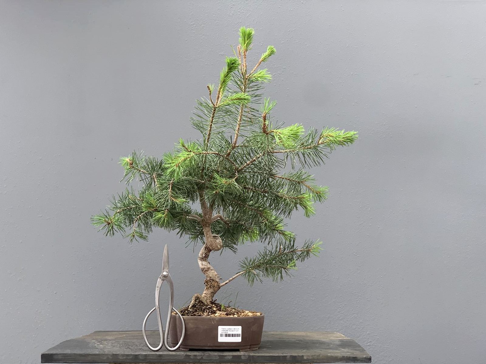 Prebonsái Pinus Sylvestris - Pino Silvestre 20977/8