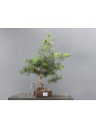 Prebonsái Pinus Sylvestris - Pino Silvestre 20977/8