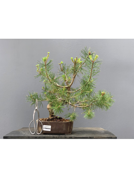Prebonsái Pinus Sylvestris - Pino Silvestre 20977/46