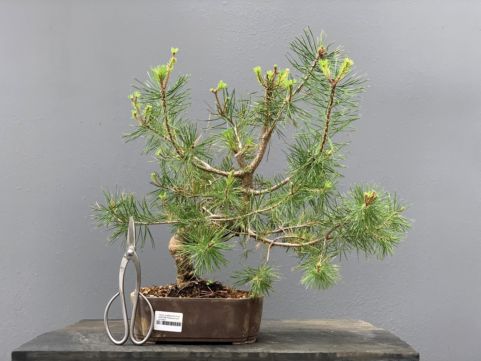 Prebonsái Pinus Sylvestris - Pino Silvestre 20977/46