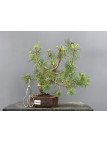 Prebonsái Pinus Sylvestris - Pino Silvestre 20977/46
