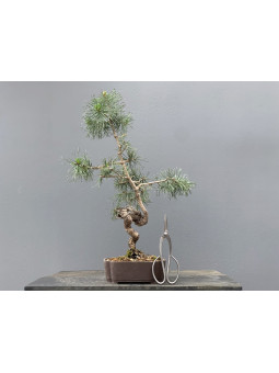 Prebonsái Pinus Sylvestris - Pino Silvestre 20977/17