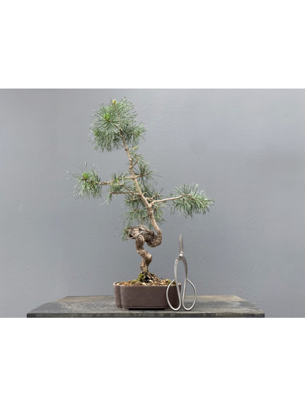 Prebonsái Pinus Sylvestris - Pino Silvestre 20977/17
