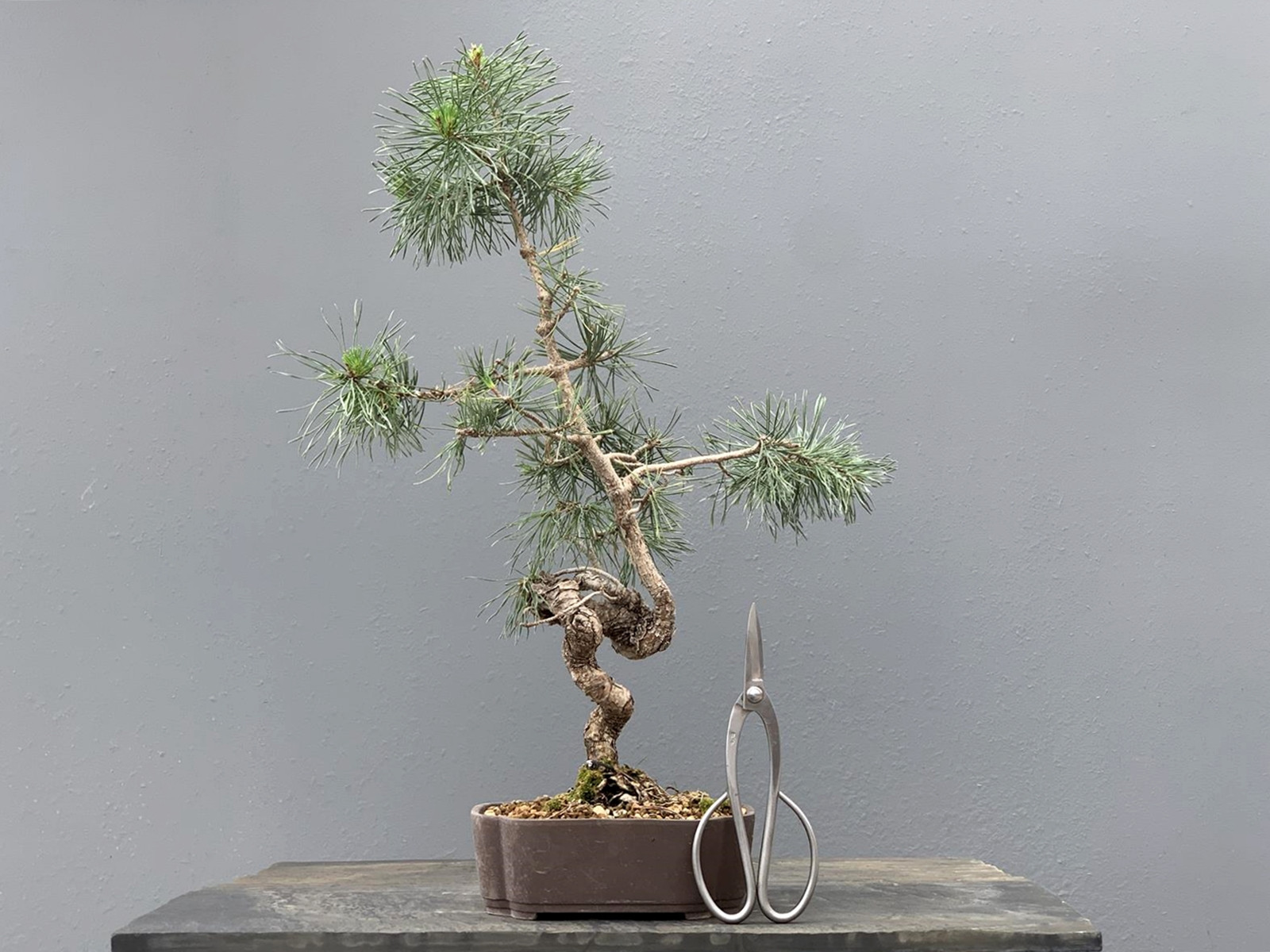 Prebonsái Pinus Sylvestris - Pino Silvestre 20977/17