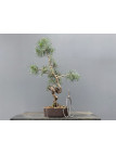 Prebonsái Pinus Sylvestris - Pino Silvestre 20977/17