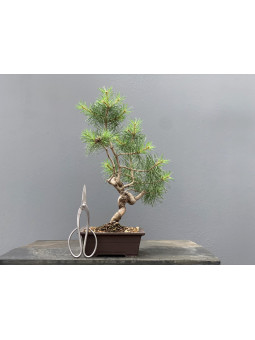 Prebonsái Pinus Sylvestris - Pino Silvestre 20977/16