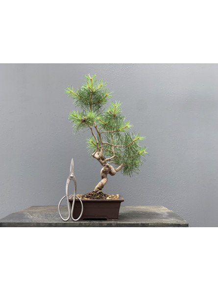 Prebonsái Pinus Sylvestris - Pino Silvestre 20977/16