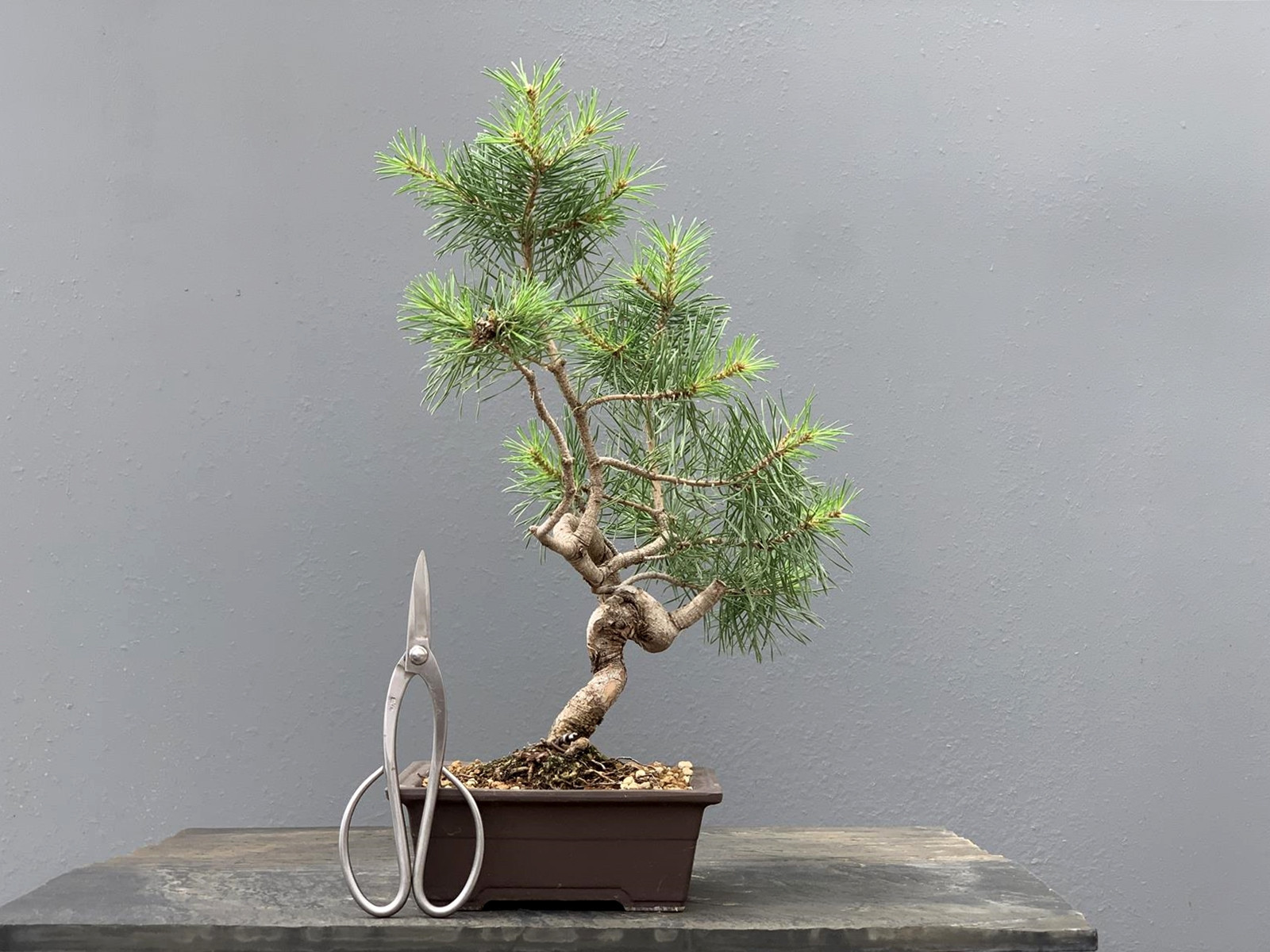 Prebonsái Pinus Sylvestris - Pino Silvestre 20977/16