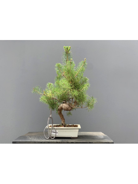 Prebonsái Pinus Sylvestris - Pino Silvestre 20977/37