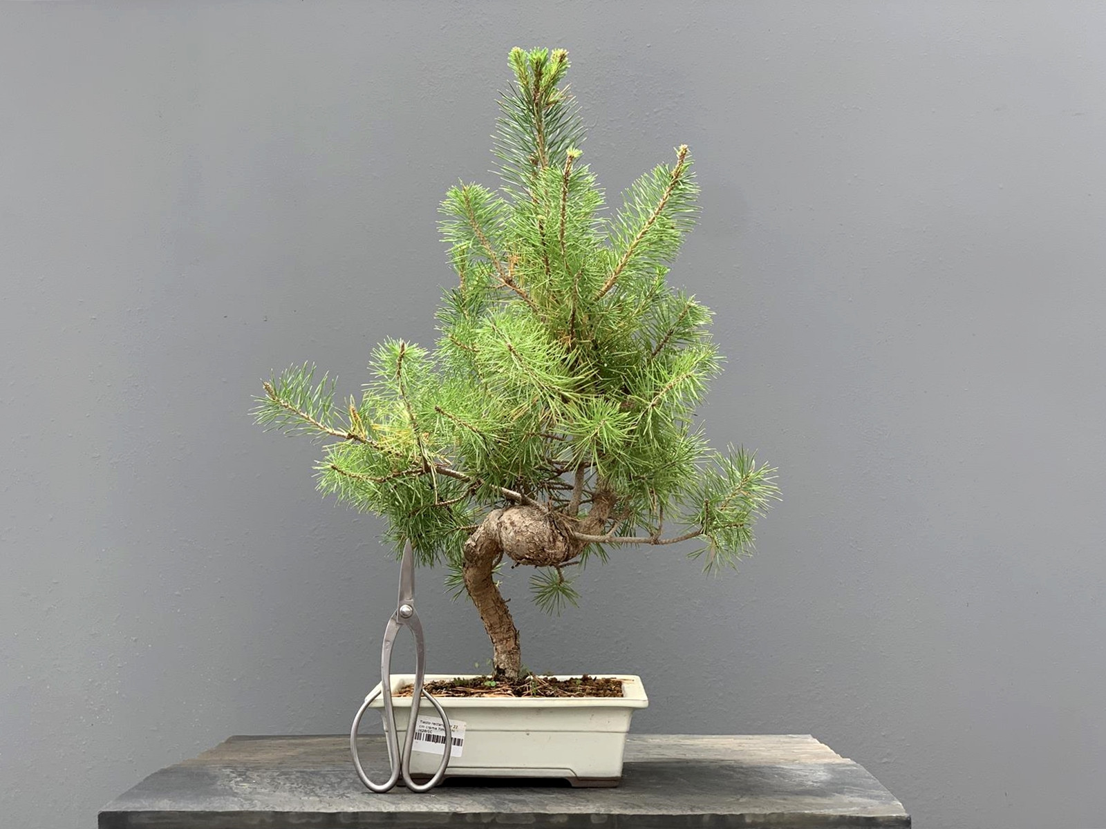 Prebonsái Pinus Sylvestris - Pino Silvestre 20977/37