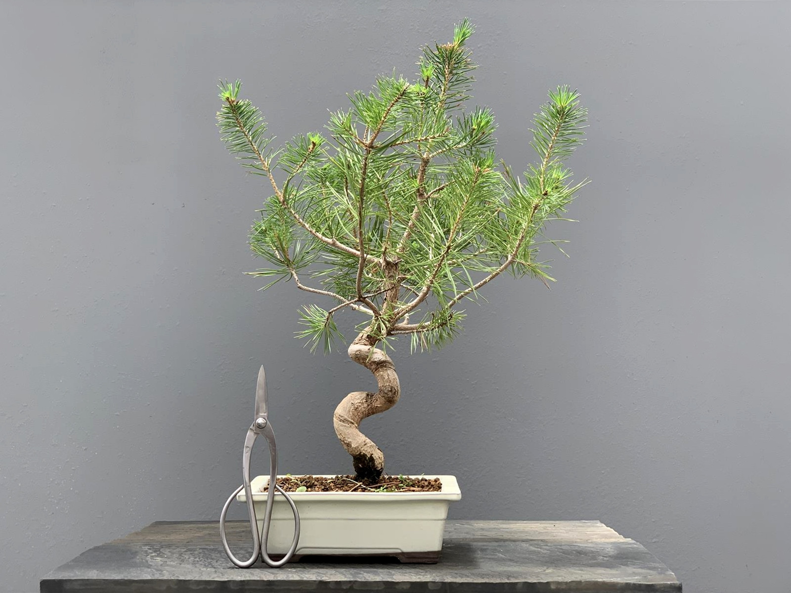 Prebonsái Pinus Sylvestris - Pino Silvestre 20977/34