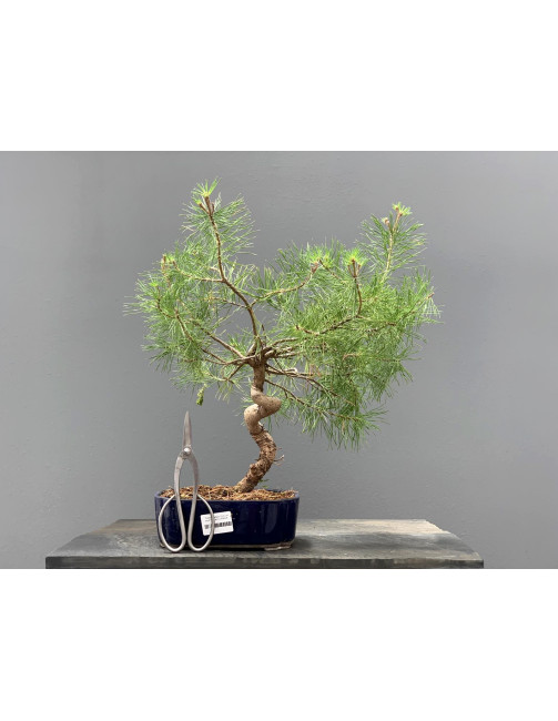 Prebonsái Pinus Sylvestris - Pino Silvestre 20977/24