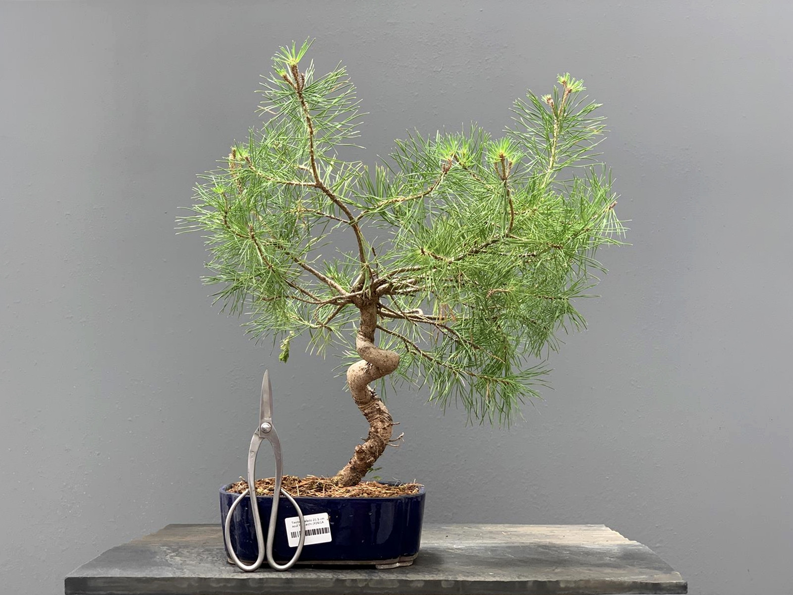 Prebonsái Pinus Sylvestris - Pino Silvestre 20977/24