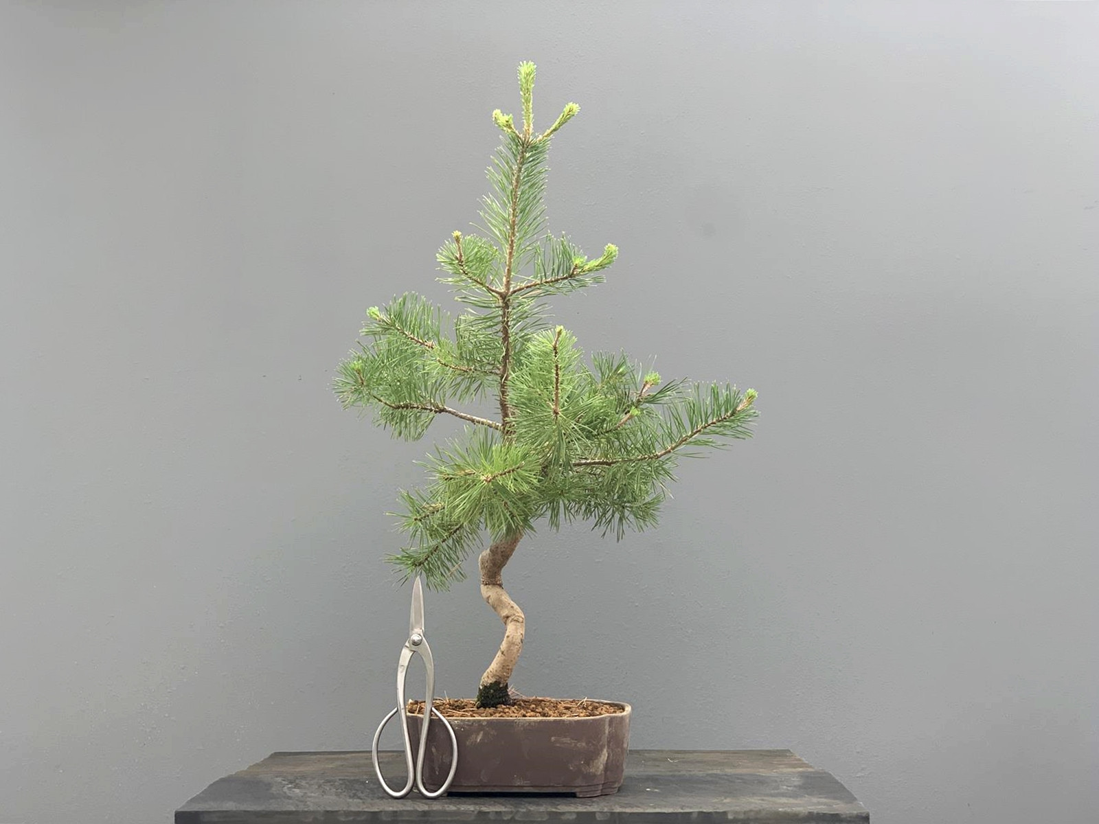 Prebonsái Pinus Sylvestris - Pino Silvestre 20977/36