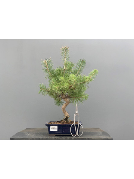 Prebonsái Pinus Sylvestris - Pino Silvestre 20977/33