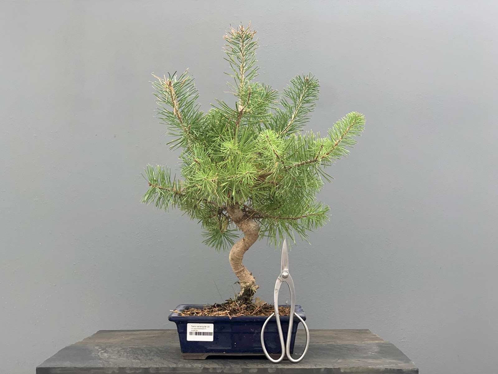 Prebonsái Pinus Sylvestris - Pino Silvestre 20977/33