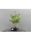 Prebonsái Pinus Sylvestris - Pino Silvestre 20977/33
