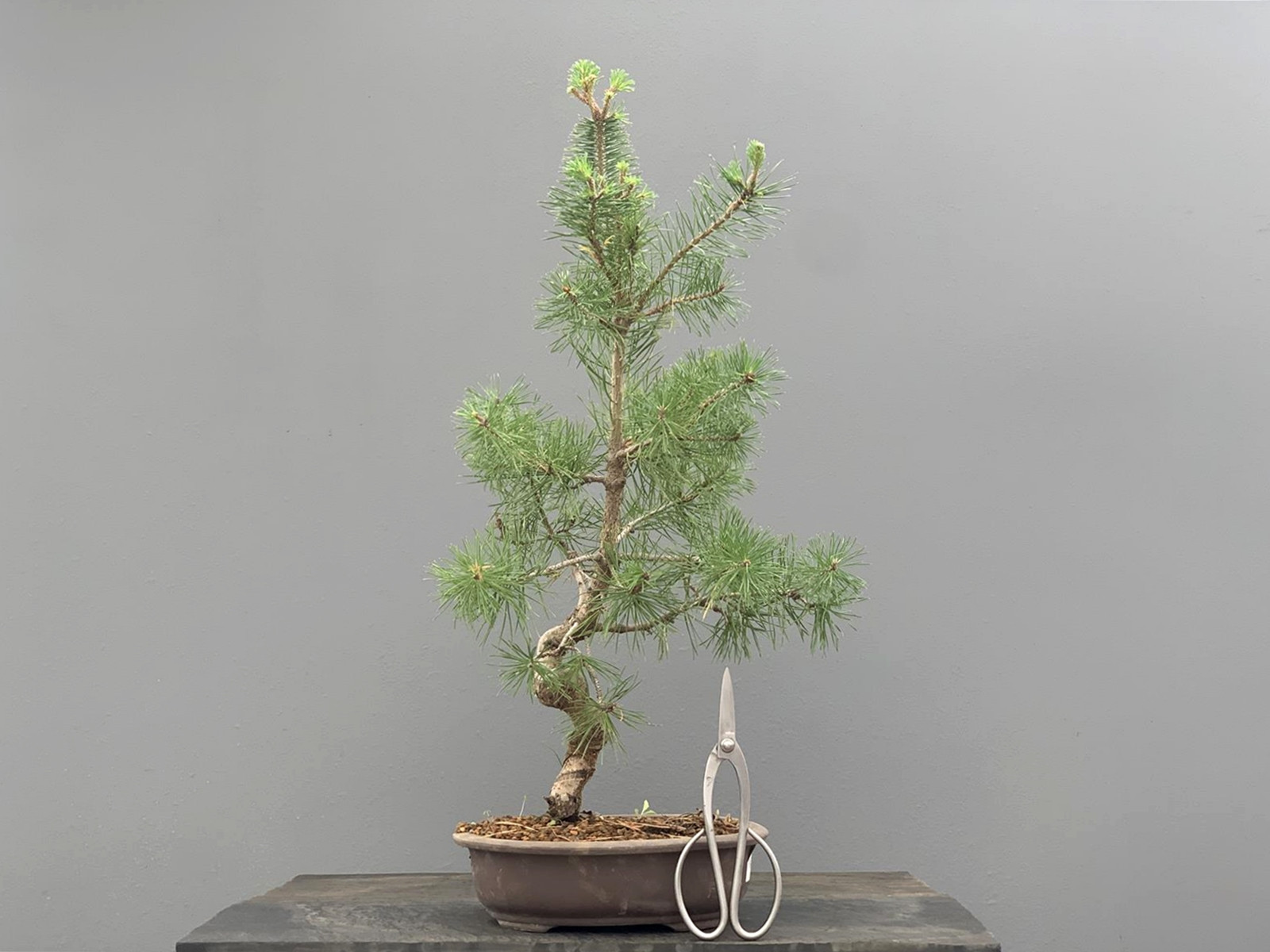Prebonsái Pinus Sylvestris - Pino Silvestre 20977/35