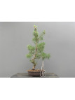 Prebonsái Pinus Sylvestris - Pino Silvestre 20977/35