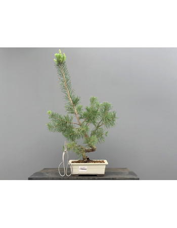 Prebonsái Pinus Sylvestris - Pino Silvestre 20977/27