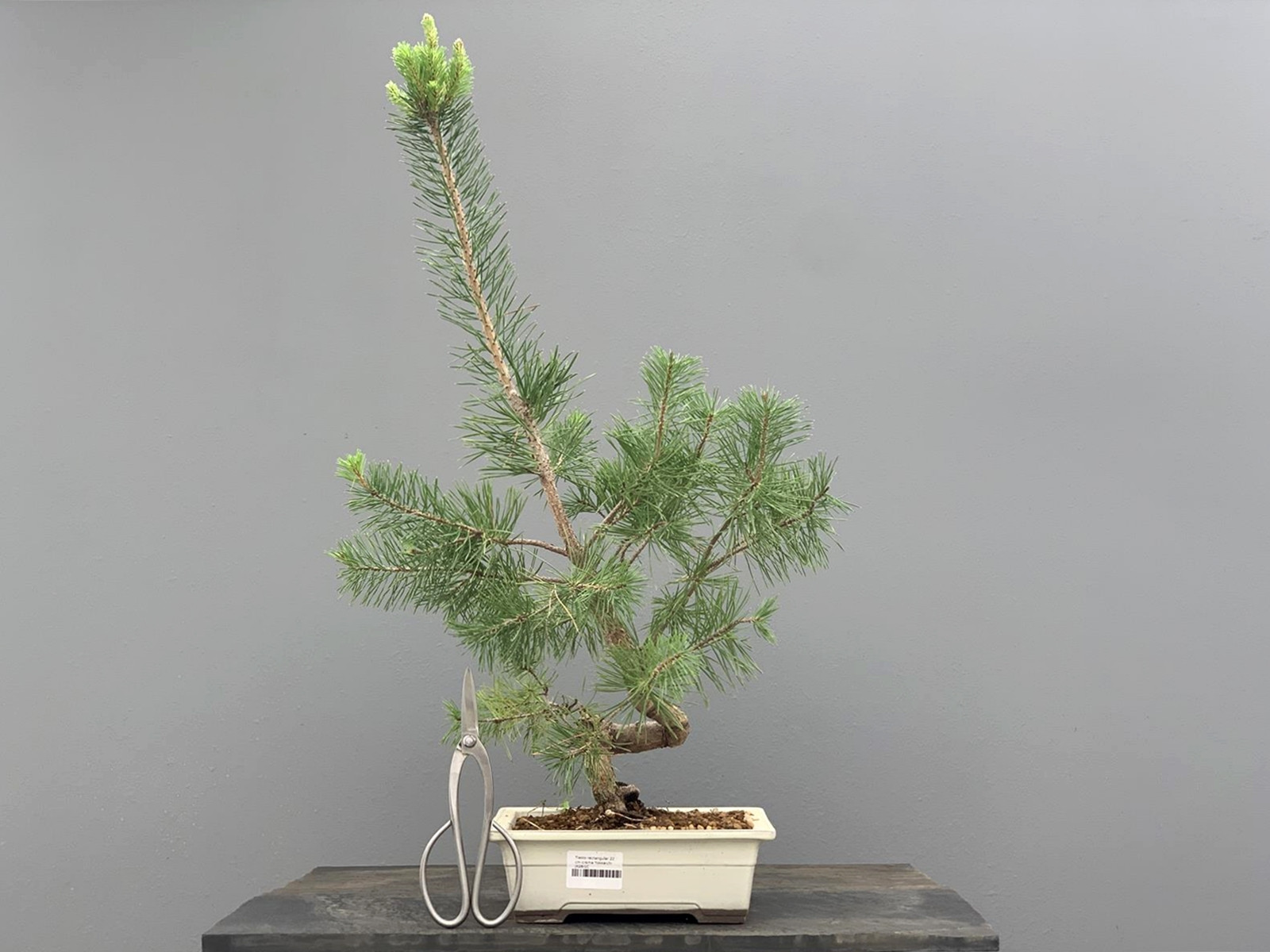 Prebonsái Pinus Sylvestris - Pino Silvestre 20977/27