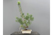 Prebonsái Pinus Sylvestris - Pino Silvestre 20977/27