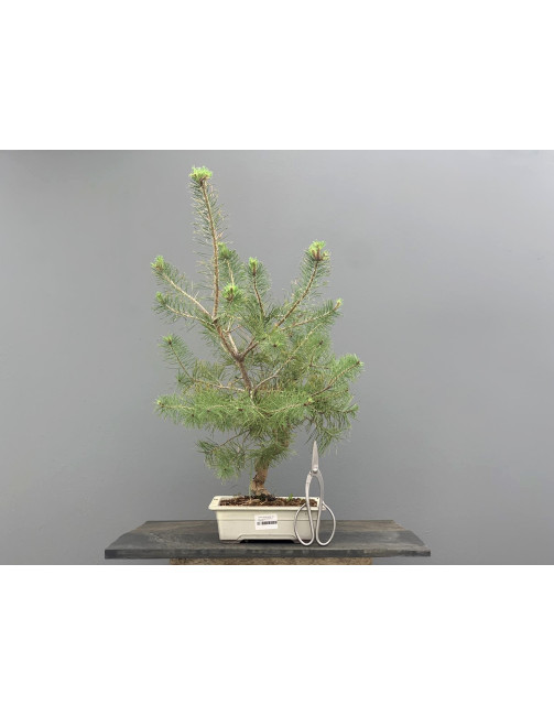 Prebonsái Pinus Sylvestris - Pino Silvestre 20977/25