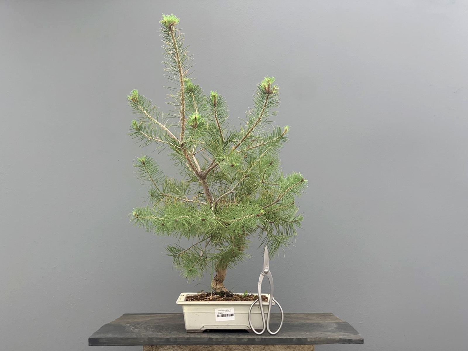 Prebonsái Pinus Sylvestris - Pino Silvestre 20977/25