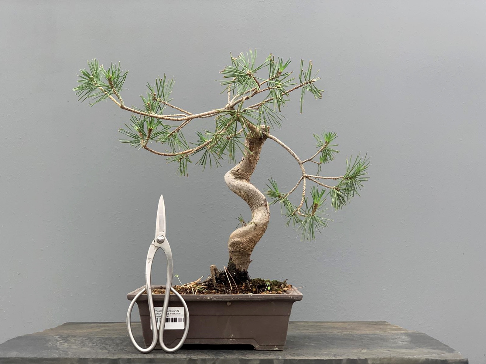 Prebonsái Pinus Sylvestris - Pino Silvestre 20977/26