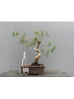 Prebonsái Pinus Sylvestris - Pino Silvestre 20977/26