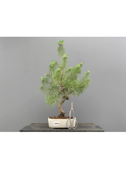 Prebonsái Pinus Sylvestris - Pino Silvestre 20977/28