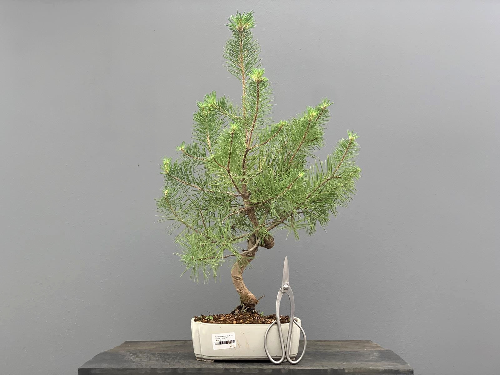 Prebonsái Pinus Sylvestris - Pino Silvestre 20977/28