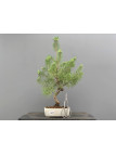 Prebonsái Pinus Sylvestris - Pino Silvestre 20977/28