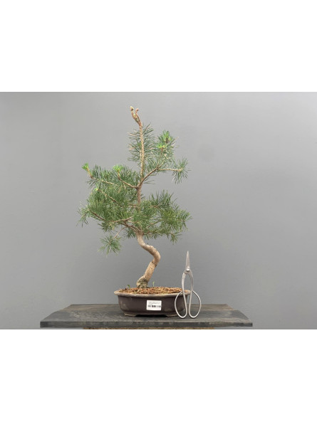 Prebonsái Pinus Sylvestris - Pino Silvestre 20977/29