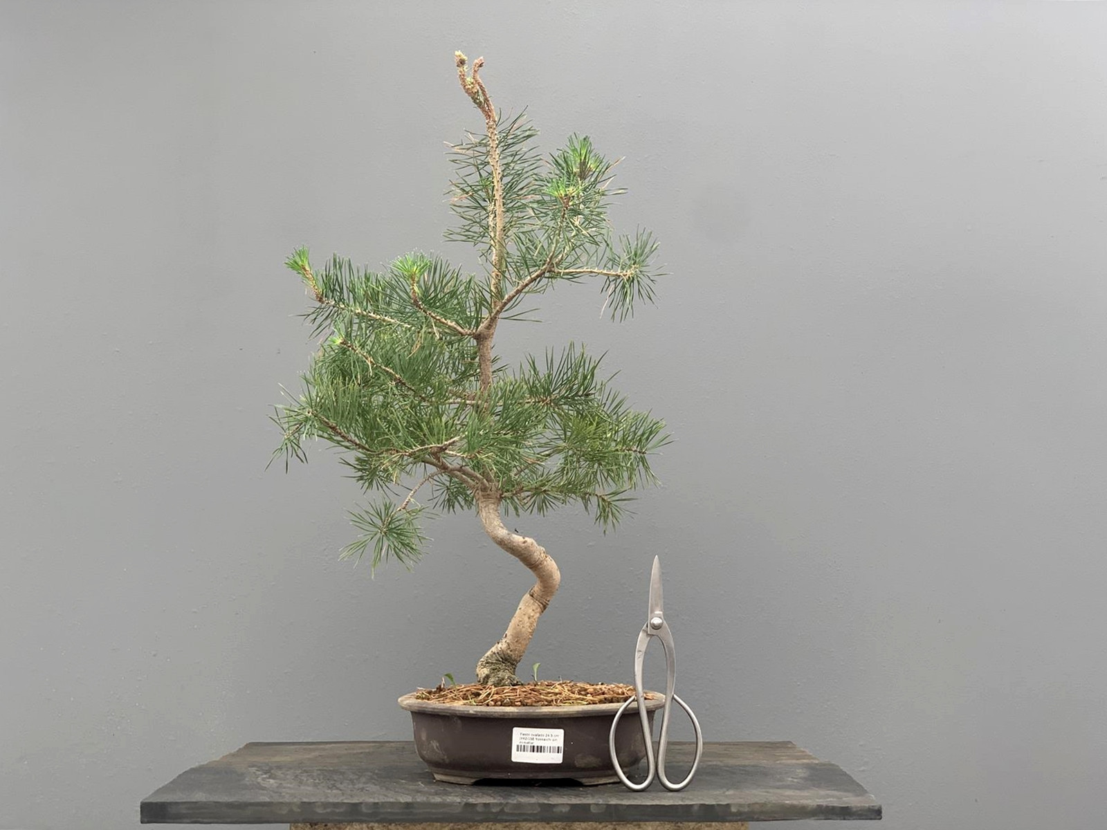 Prebonsái Pinus Sylvestris - Pino Silvestre 20977/29