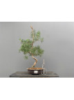 Prebonsái Pinus Sylvestris - Pino Silvestre 20977/29