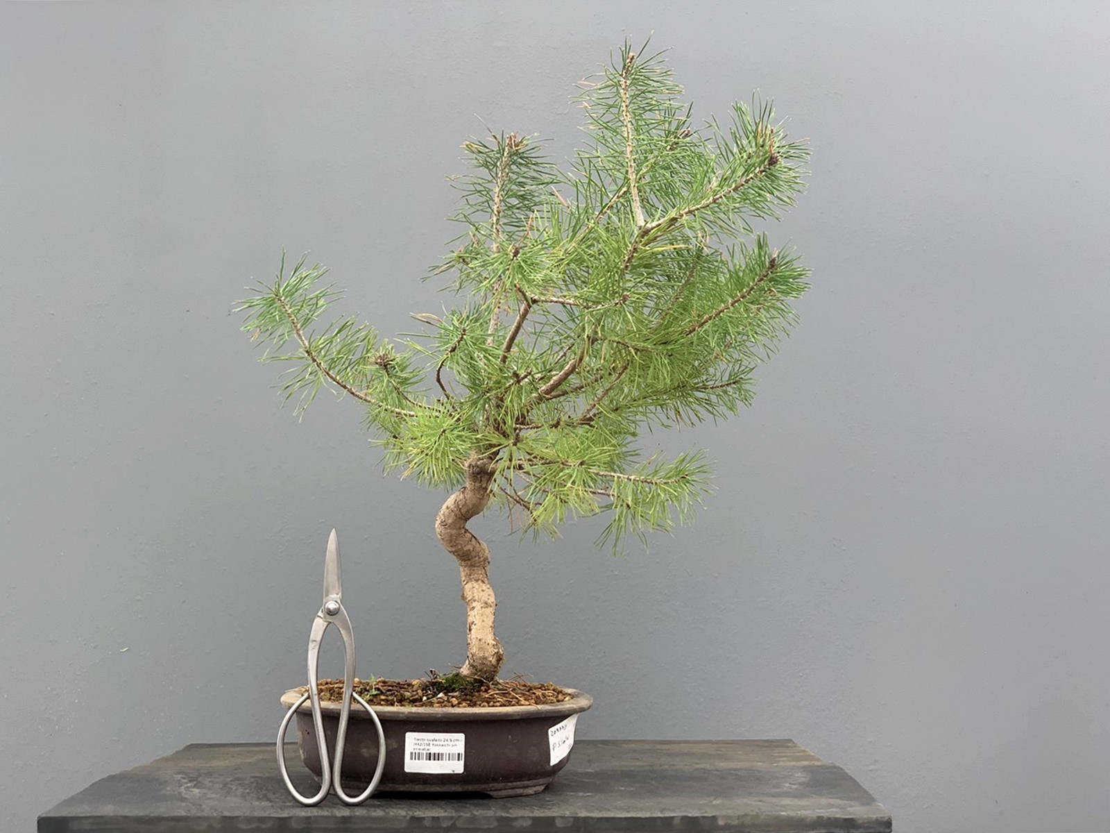 Prebonsái Pinus Sylvestris - Pino Silvestre 20977/31