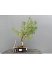 Prebonsái Pinus Sylvestris - Pino Silvestre 20977/31